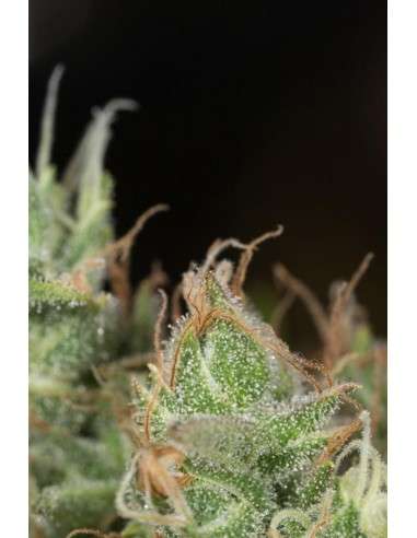 DINAFEM - Dinamed CBD Plus - 5
