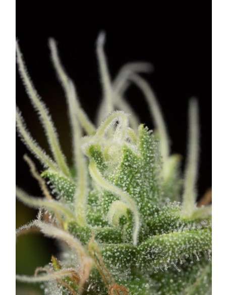 DINAFEM - Dinamed CBD Plus - 6