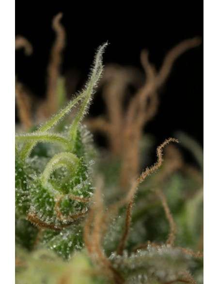 DINAFEM - Dinamed CBD Plus - 7