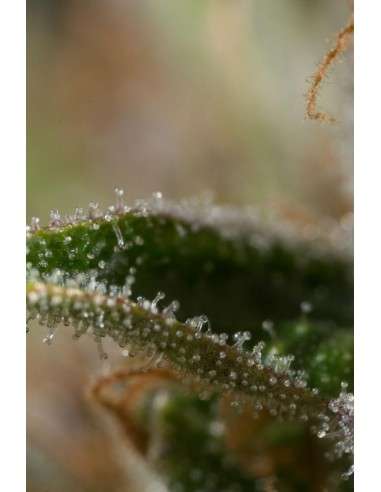 DINAFEM - Dinamed CBD Plus - 8