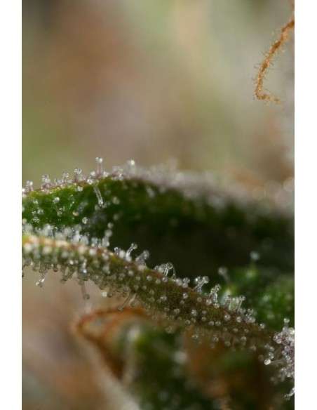 DINAFEM - Dinamed CBD Plus - 8