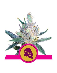 ROYAL QUEEN SEEDS - Royal Cheese (Fast Version) - 1