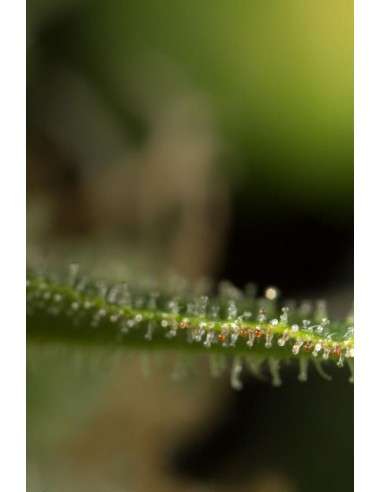 DINAFEM - Dinamed CBD Plus - 9