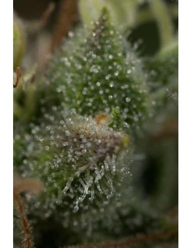DINAFEM - Dinamed CBD Plus - 10