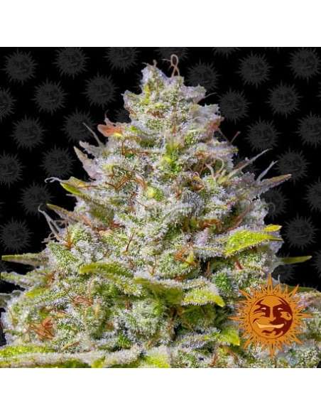 BARNEY'S FARM - Blue Gelato 41 - 1