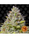 BARNEY'S FARM - Blue Gelato 41 - 1