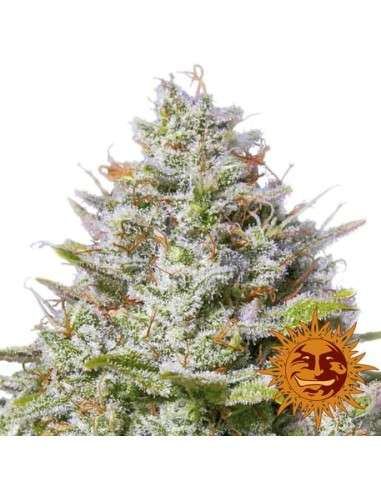 BARNEY'S FARM - Blue Gelato 41 - 7