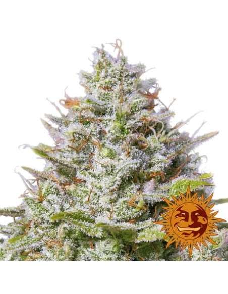 BARNEY'S FARM - Blue Gelato 41 - 7
