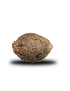ROYAL QUEEN SEEDS - Royal Cheese (Fast Version) - 1 2