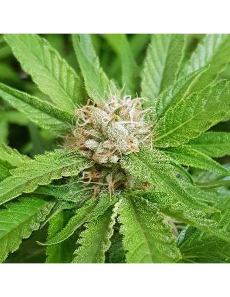 BARNEY'S FARM - Blue Gelato 41 - 10