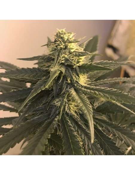 BARNEY'S FARM - Blue Gelato 41 - 11
