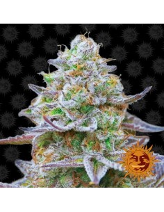 BARNEY'S FARM - Gorilla Zkittlez - 1