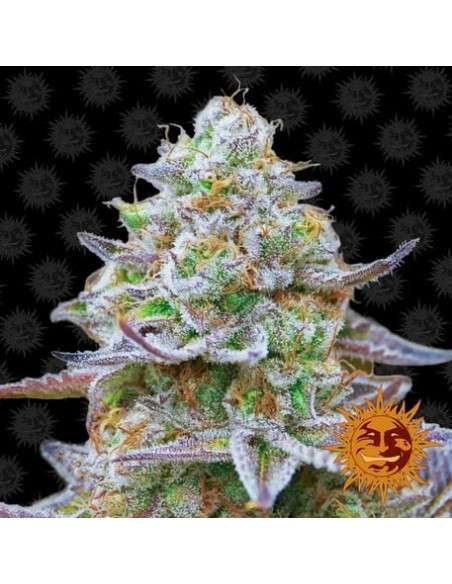 BARNEY'S FARM - Gorilla Zkittlez - 1
