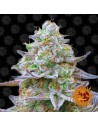 BARNEY'S FARM - Gorilla Zkittlez - 1
