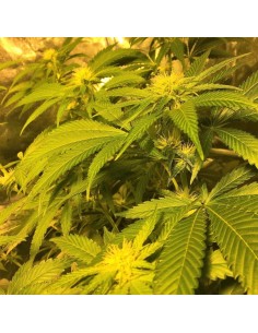 BARNEY'S FARM - Gorilla Zkittlez - 1 2