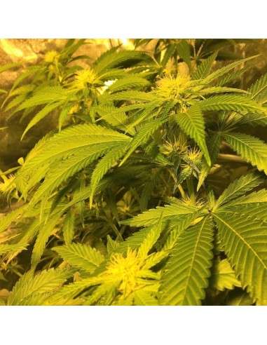 BARNEY'S FARM - Gorilla Zkittlez - 2