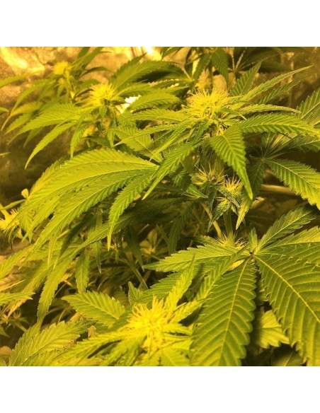 BARNEY'S FARM - Gorilla Zkittlez - 2