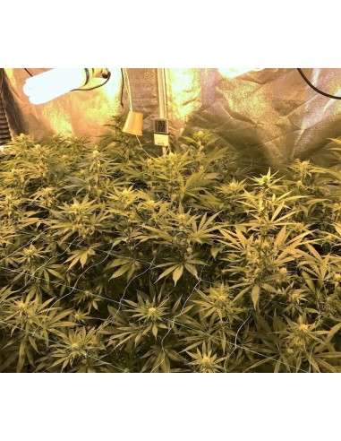 BARNEY'S FARM - Gorilla Zkittlez - 3