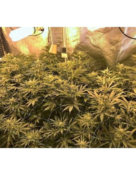BARNEY'S FARM - Gorilla Zkittlez - 3