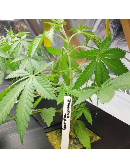 BARNEY'S FARM - Gorilla Zkittlez - 5