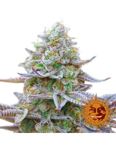 BARNEY'S FARM - Gorilla Zkittlez - 6