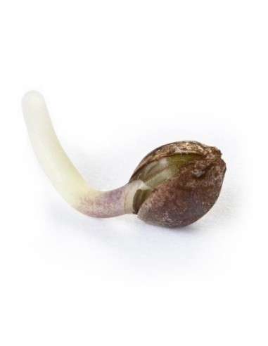 ROYAL QUEEN SEEDS - Royal Cheese (Fast Version) - 3