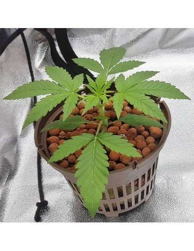 BARNEY'S FARM - Gorilla Zkittlez - 10