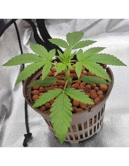 BARNEY'S FARM - Gorilla Zkittlez - 10