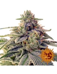 BARNEY'S FARM - Shiskaberry - 1