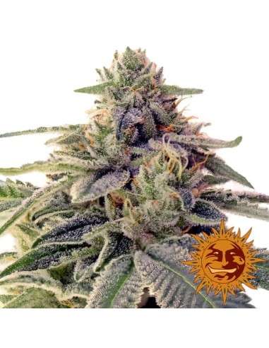 BARNEY'S FARM - Shiskaberry - 1