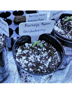BARNEY'S FARM - Shiskaberry - 1 2