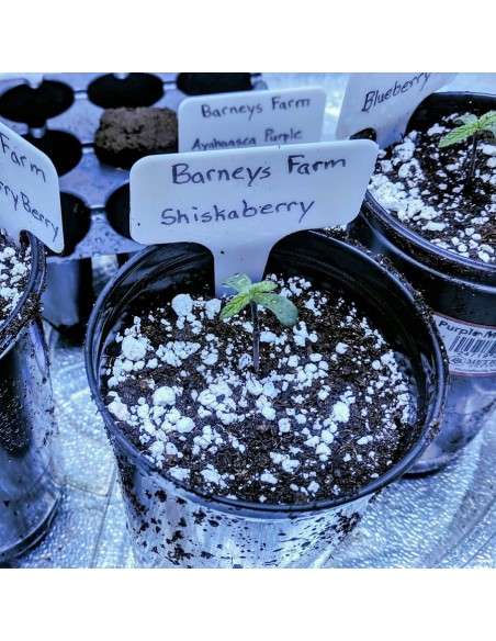 BARNEY'S FARM - Shiskaberry - 2