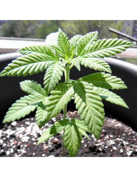 BARNEY'S FARM - Shiskaberry - 3