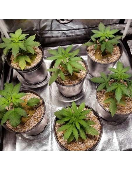 BARNEY'S FARM - Shiskaberry - 4