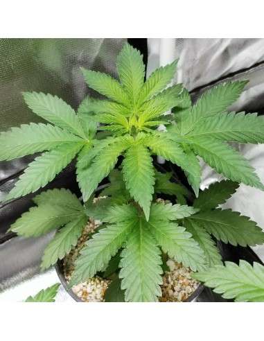 BARNEY'S FARM - Shiskaberry - 5