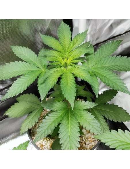 BARNEY'S FARM - Shiskaberry - 5
