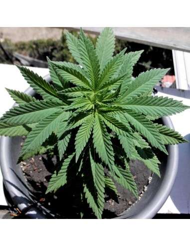 BARNEY'S FARM - Shiskaberry - 6