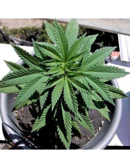 BARNEY'S FARM - Shiskaberry - 6