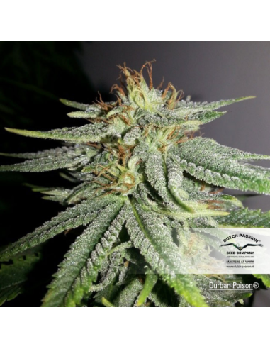 DUTCH PASSION - Durban Poison - 5