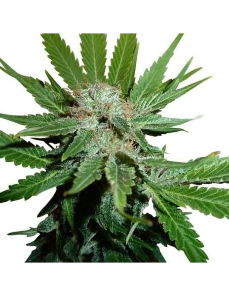 ROYAL QUEEN SEEDS - Royal Cheese (Fast Version) - 4