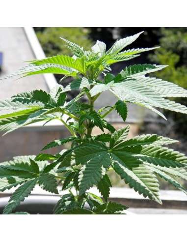 BARNEY'S FARM - Shiskaberry - 8