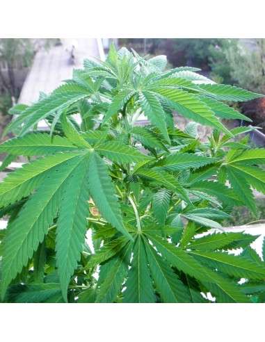 BARNEY'S FARM - Shiskaberry - 10