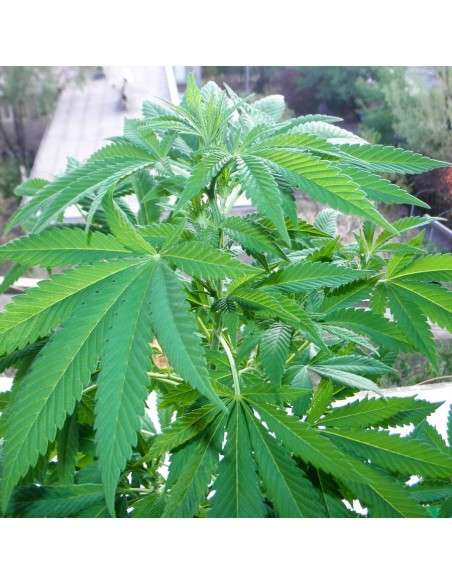 BARNEY'S FARM - Shiskaberry - 10