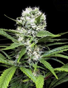 RIPPER SEEDS - Lemon ICE - 1