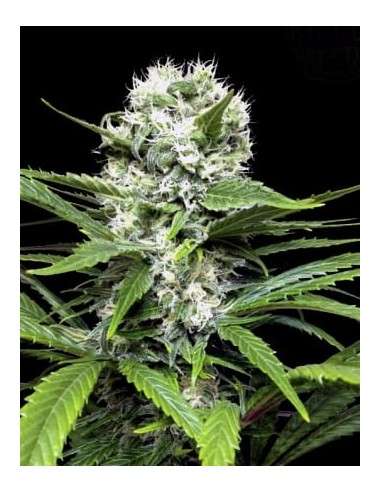 RIPPER SEEDS - Lemon ICE - 1