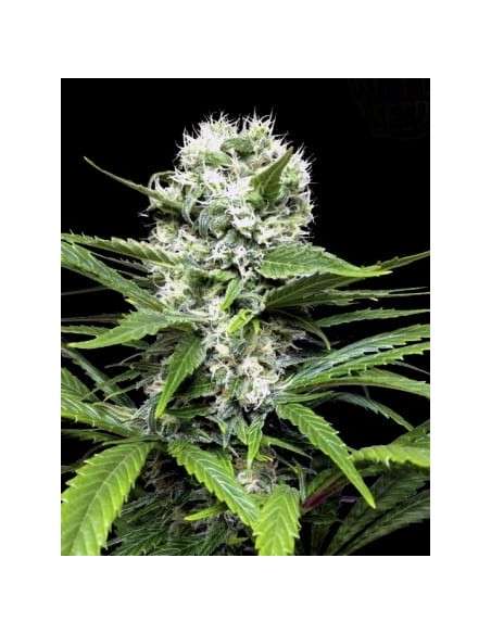 RIPPER SEEDS - Lemon ICE - 1