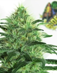 RIPPER SEEDS - Sideral - 1 2