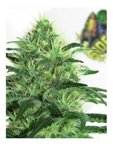 RIPPER SEEDS - Sideral - 2