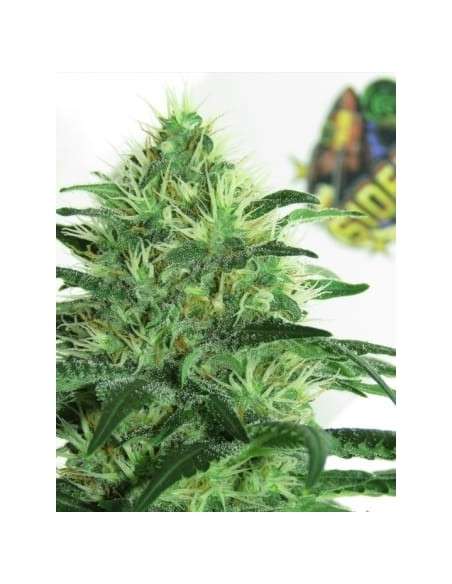 RIPPER SEEDS - Sideral - 2