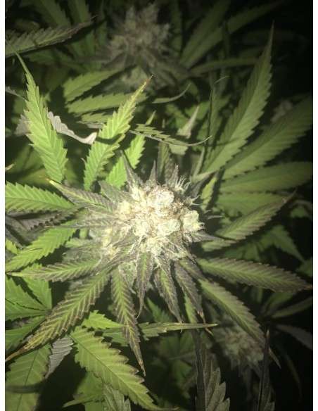 RIPPER SEEDS - Sideral - 3